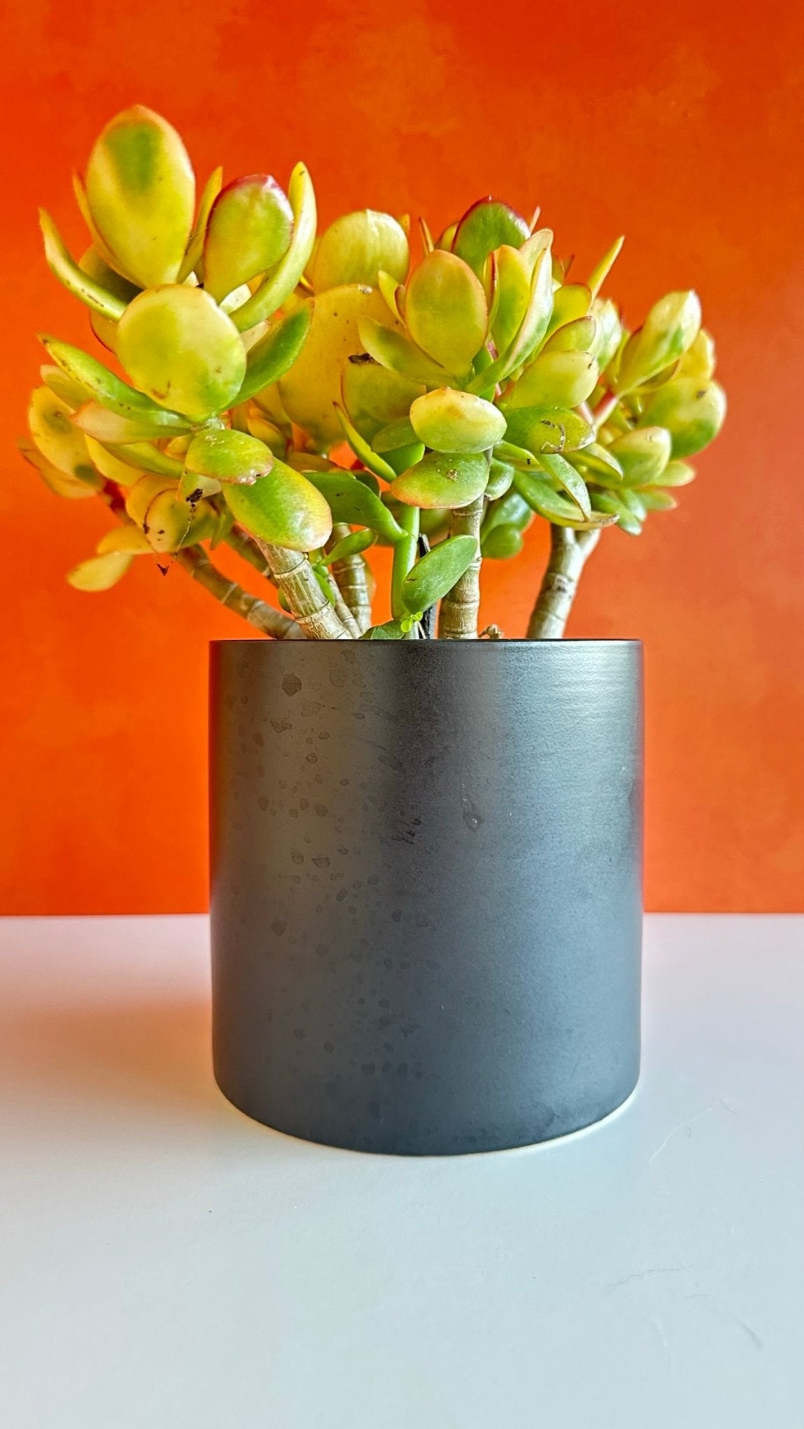 spooky glam portrait planter pot - clown pumpkin
