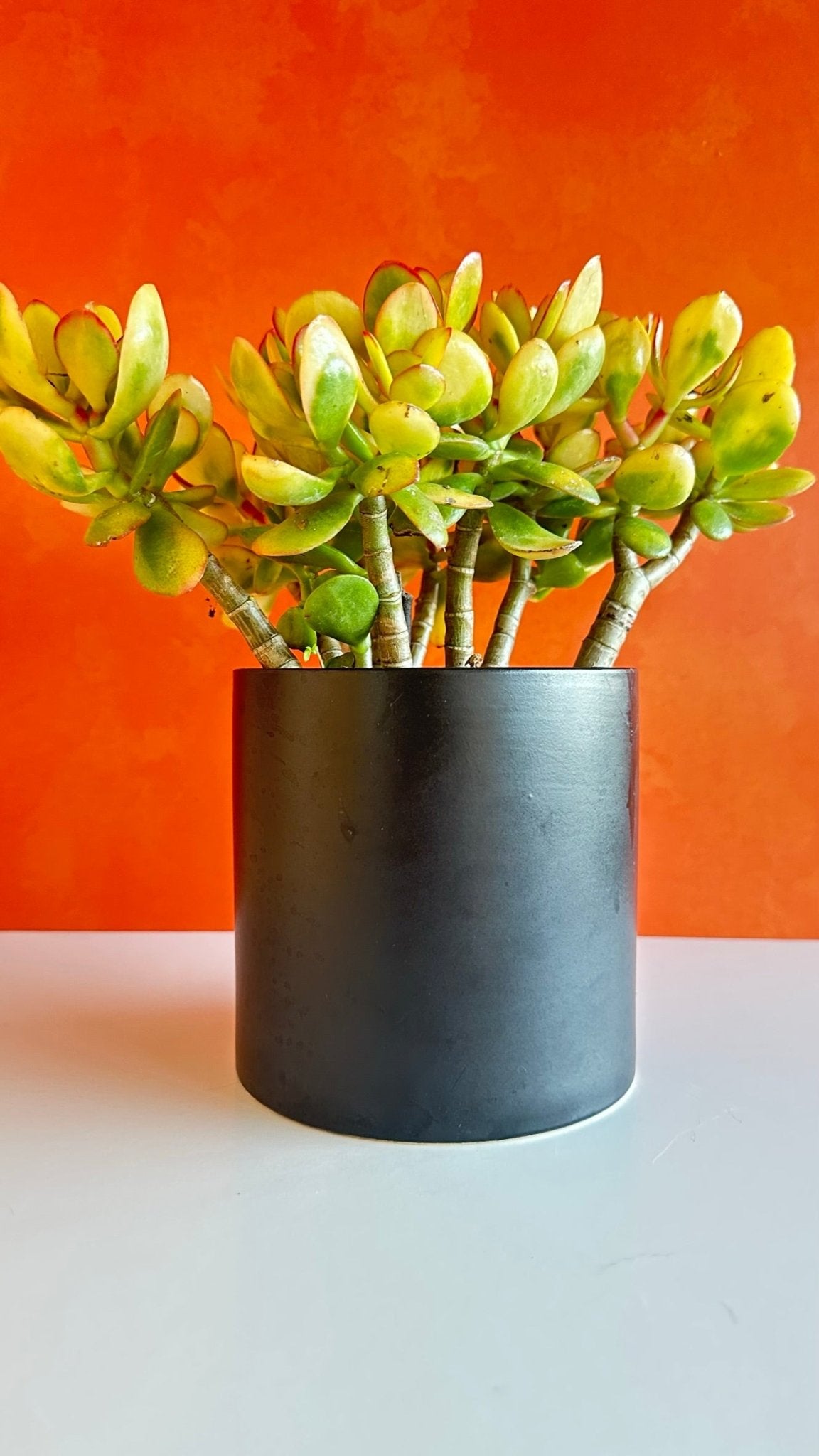 spooky glam portrait planter pot - mr. skeleton